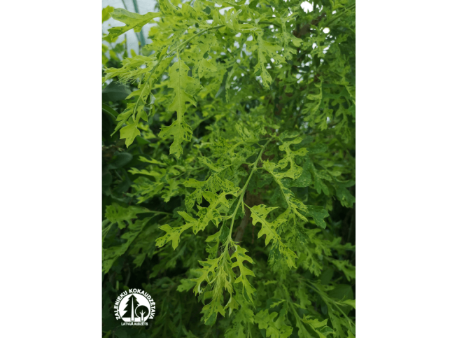 Quercus cerris   'Marmorata'